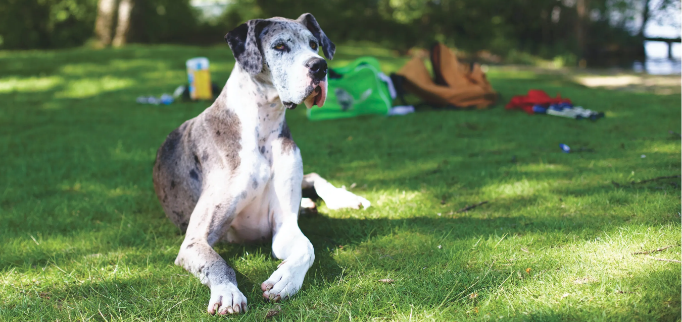 Hablemos de problemas de movilidad en razas de perros grandes y cómo ayudar a su mascota.