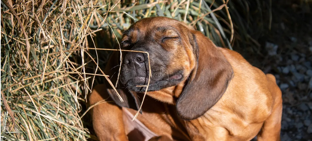 Prepara a tu mascota para la temporada de alergias.