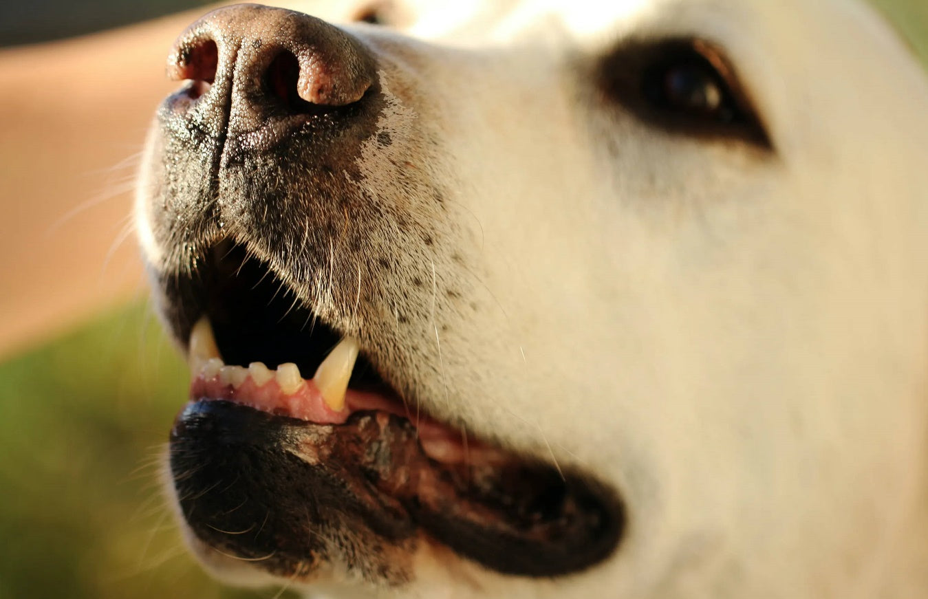 Hablemos de por qué la salud dental del perro es esencial