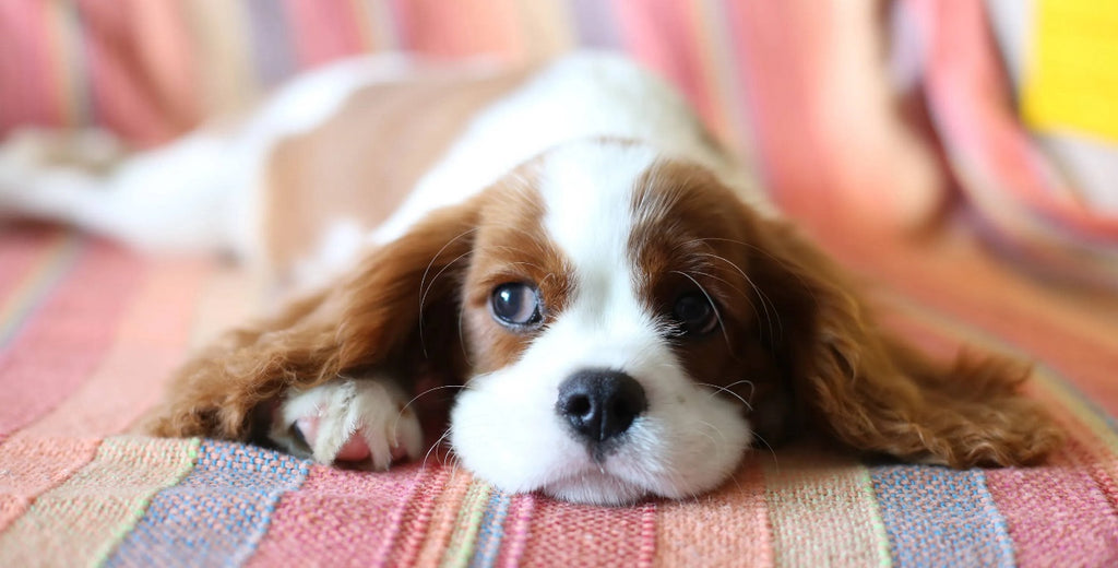 Alergias alimentarias en perros y 4 ingredientes comunes a tener en cuenta