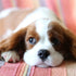 Alergias alimentarias en perros y 4 ingredientes comunes a tener en cuenta