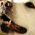 Hablemos de por qué la salud dental del perro es esencial