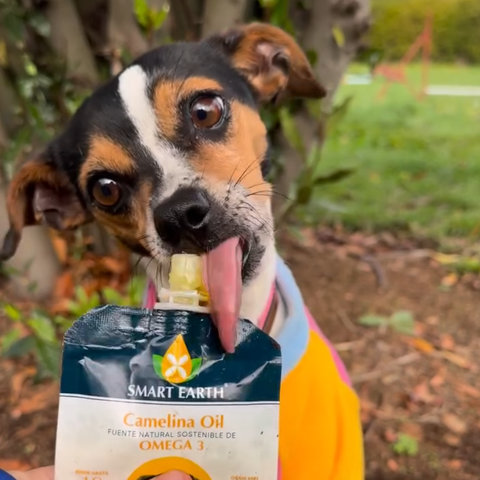 Pack PRO: Mes Garantizado Razas Grandes (+24 kg) - Máximo Ahorro