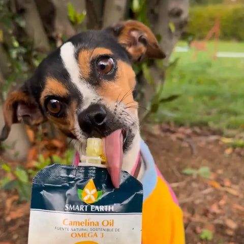 Perro feliz disfrutando el sabor de Smart Earth Camelina Oil, el topper natural ideal para perros mañosos